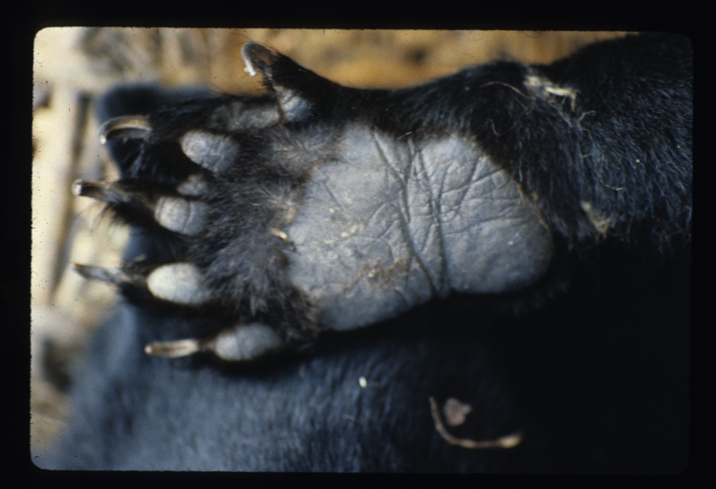 Yeti-Bear_Footprint